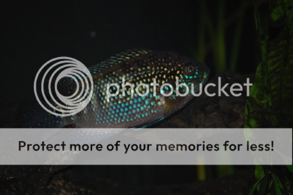 FreeBlood Parrots, Jack Dempsey and Green Severum pick up only